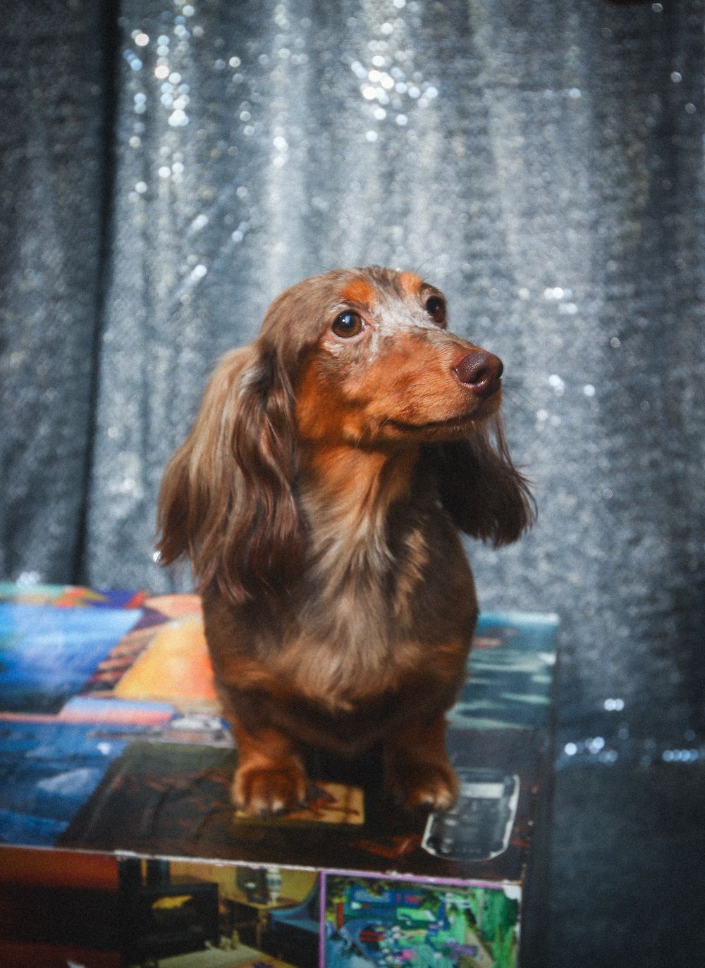 Long-haired dachshund dog stands on colorful board games in a moody, dark setting with multiple reflective angles.