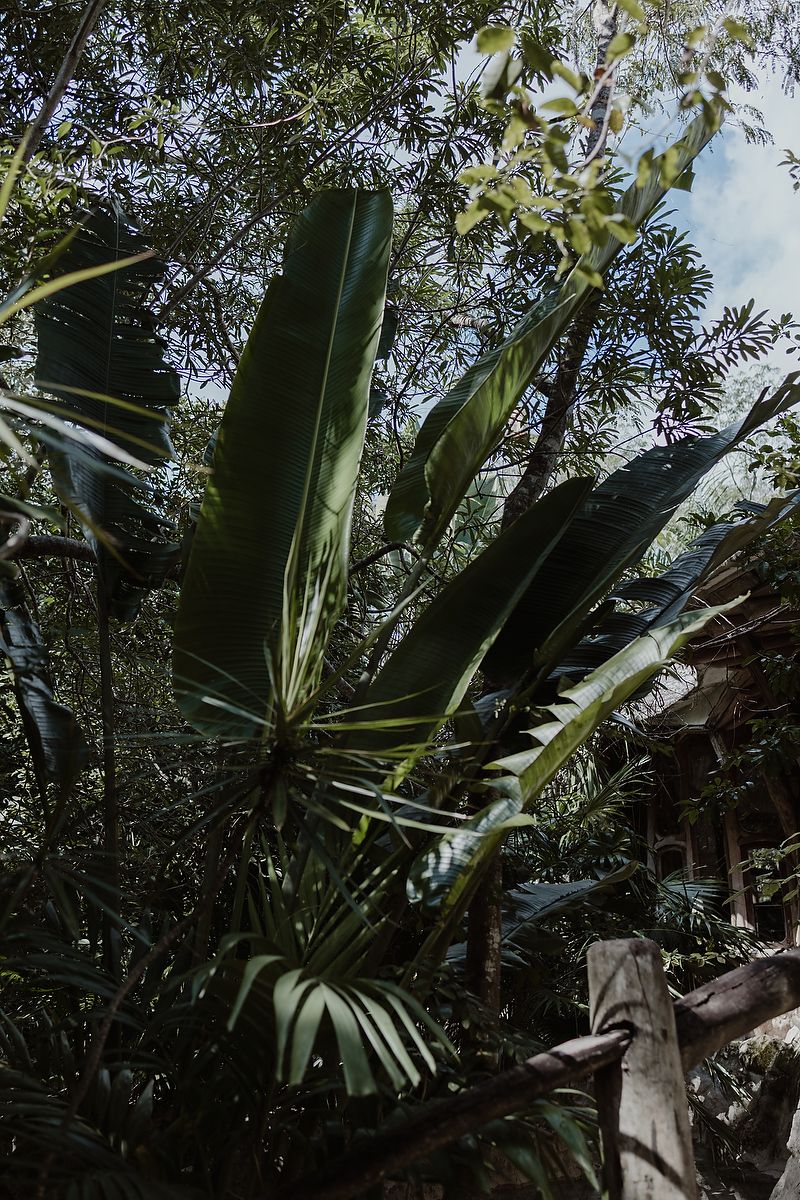 Lush tropical plants with large fan palm fronds create a moody jungle atmosphere in dark green tones.