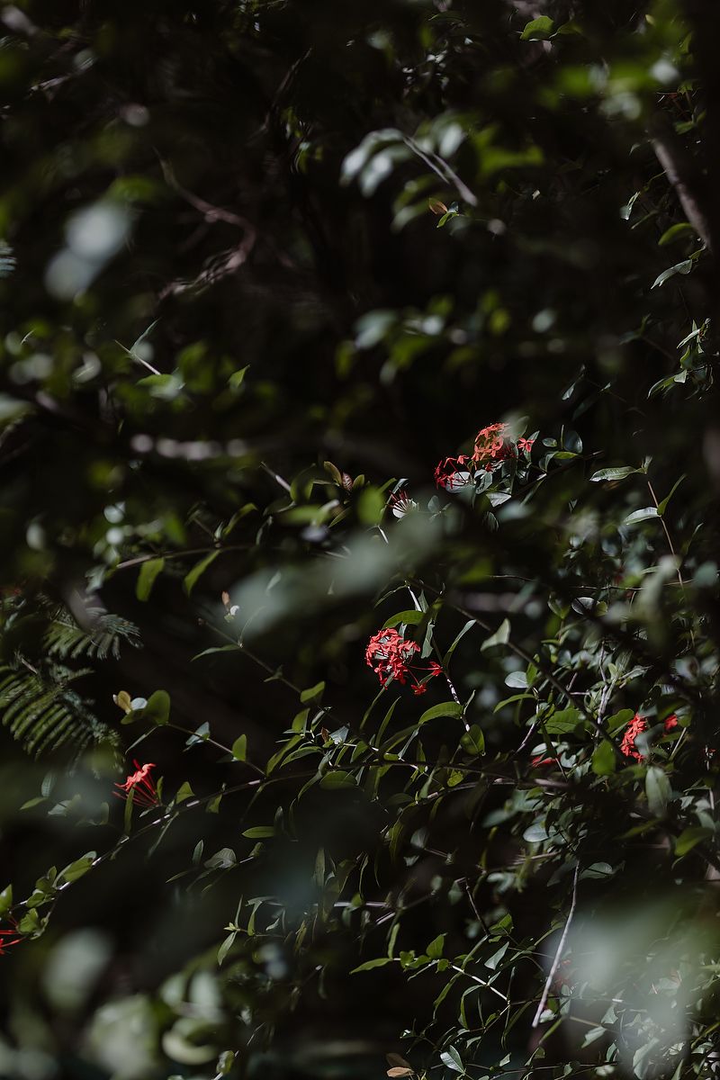Red flowers peek through dark green foliage in a moody garden setting with shallow depth of field.