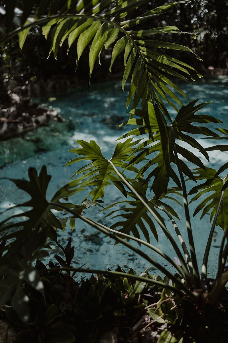 Palm fronds frame a view of crystal blue tropical waters in a lush jungle setting.