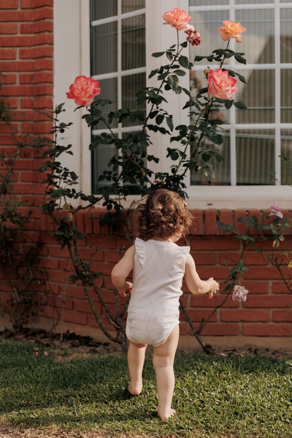 A toddler in a white dress explores a garden with blooming coral roses against a red brick house.