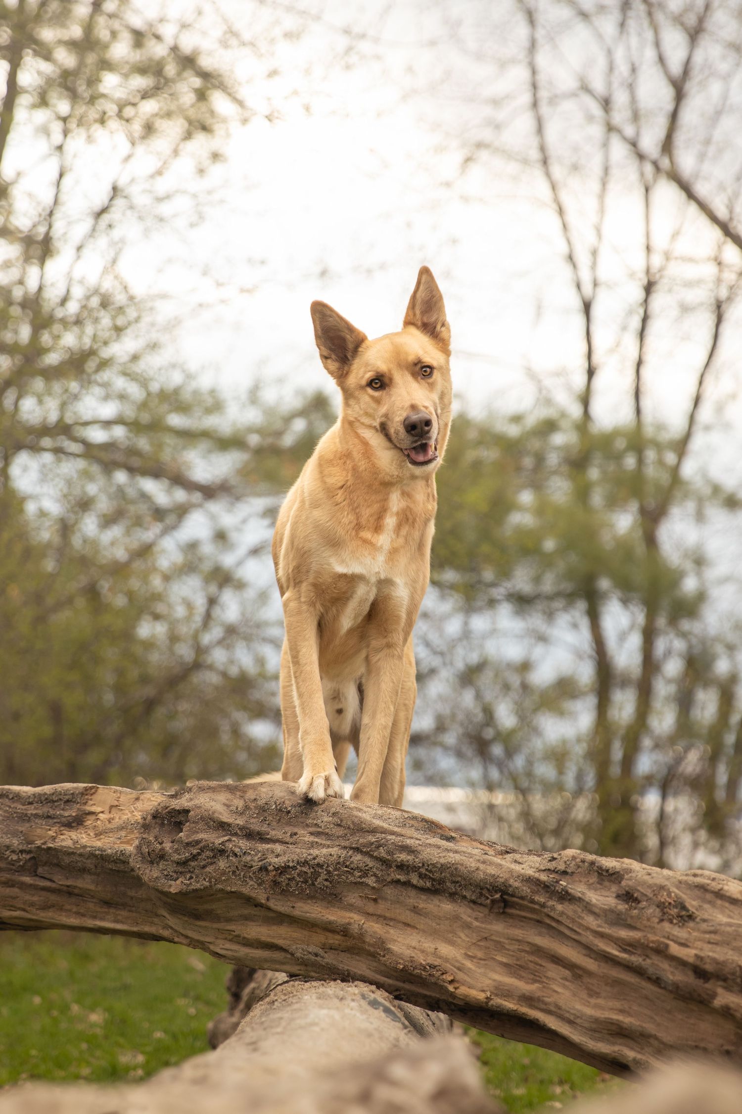 Close-up portrait of a cream-colored dog with pointy ears and alert brown eyes looking directly at the camera.