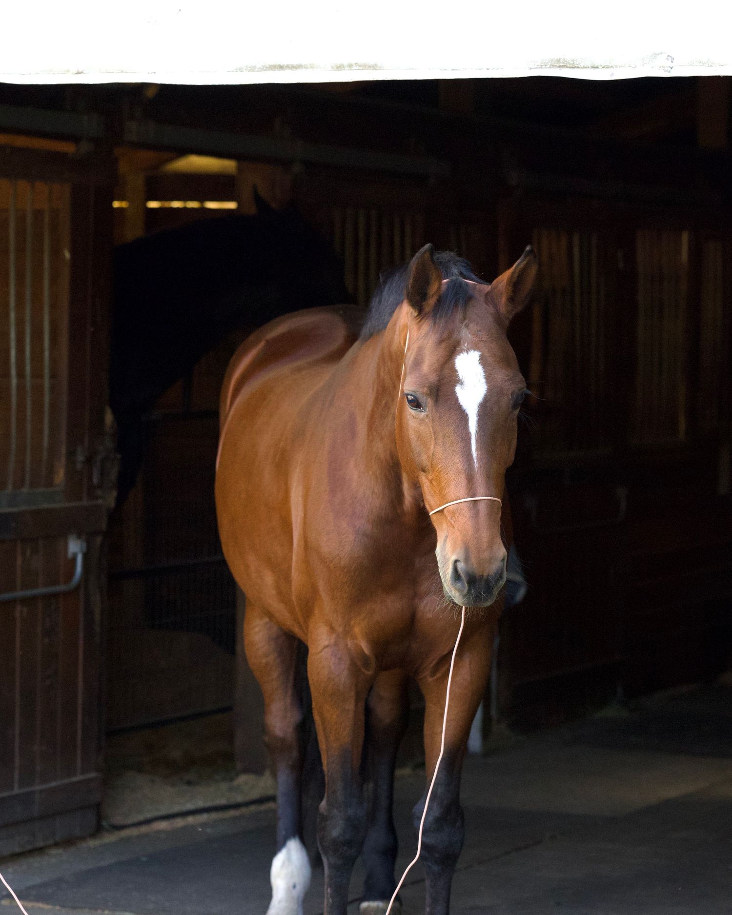 Raw image taken for black background portrait of a bay show horse Copyright Amanda Barr Photography
