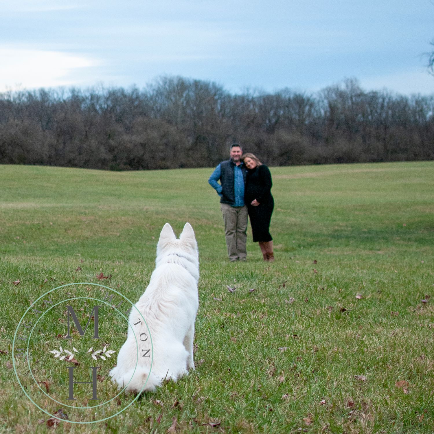Photo of a white shepherd dog looking at her owners in the distance