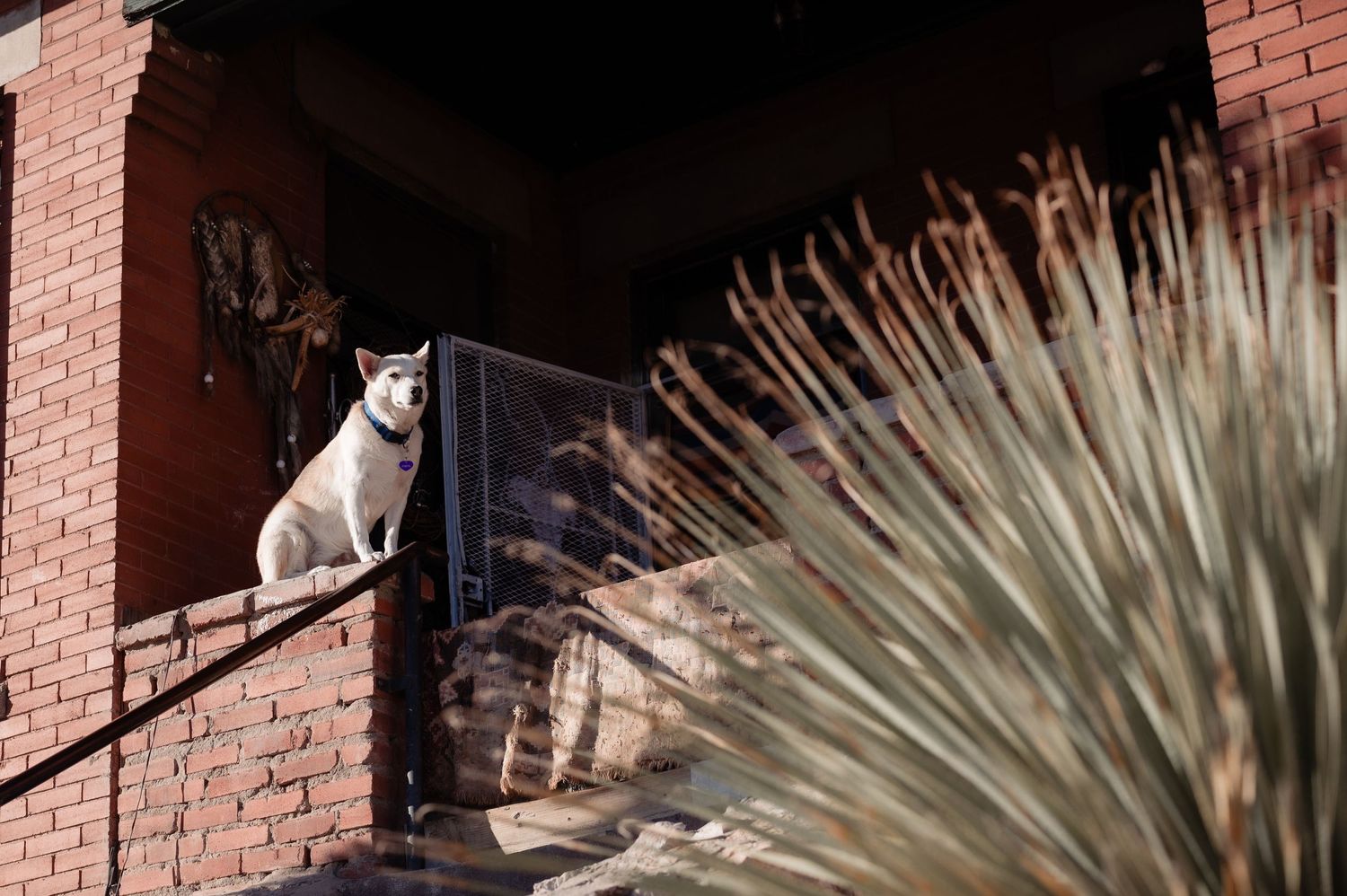 A white dog sits alertly on a brick ledge near some desert plants in sunlight.
