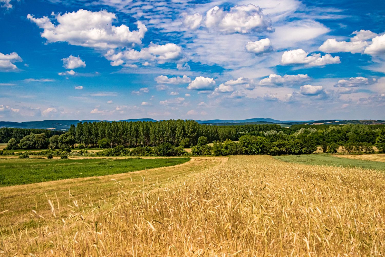 Golden wheat field under blue summer sky with rolling hills and forest in the background.