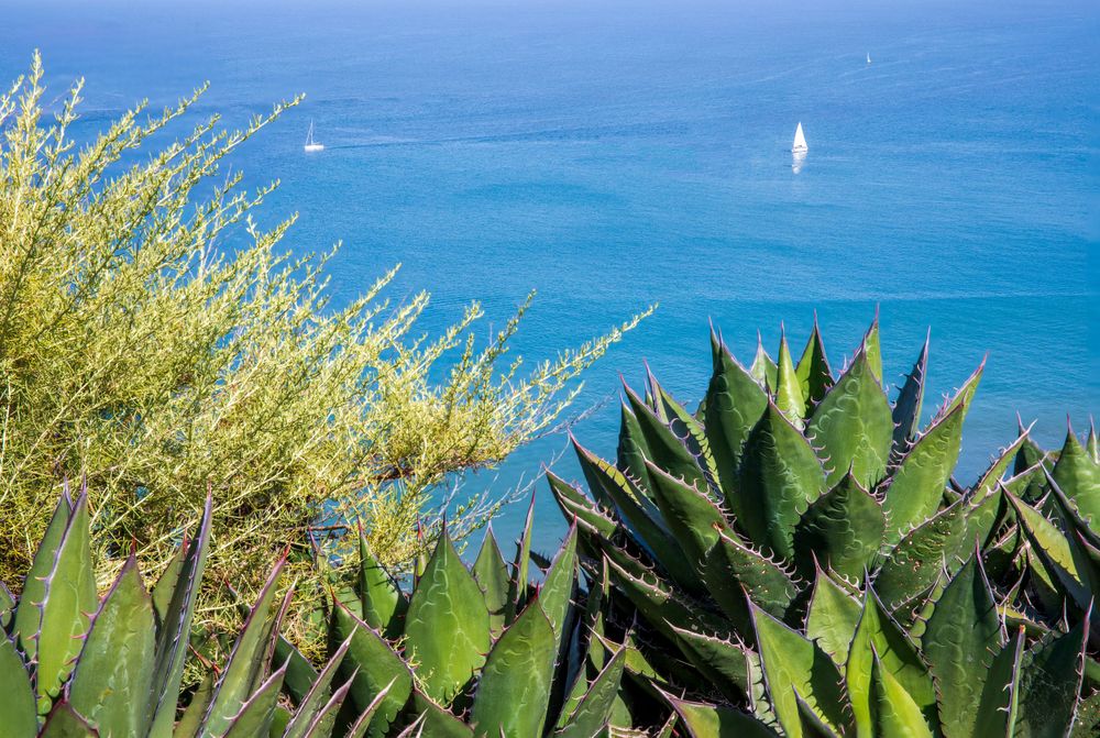 Coastal view with agave plants and yellow flowers overlooking blue waters of the Pacific Ocean from the Cabrillo Monument.