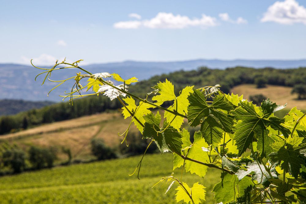 Fresh grape vine leaves backlit by sun against rural hillside landscape in Tuscany.