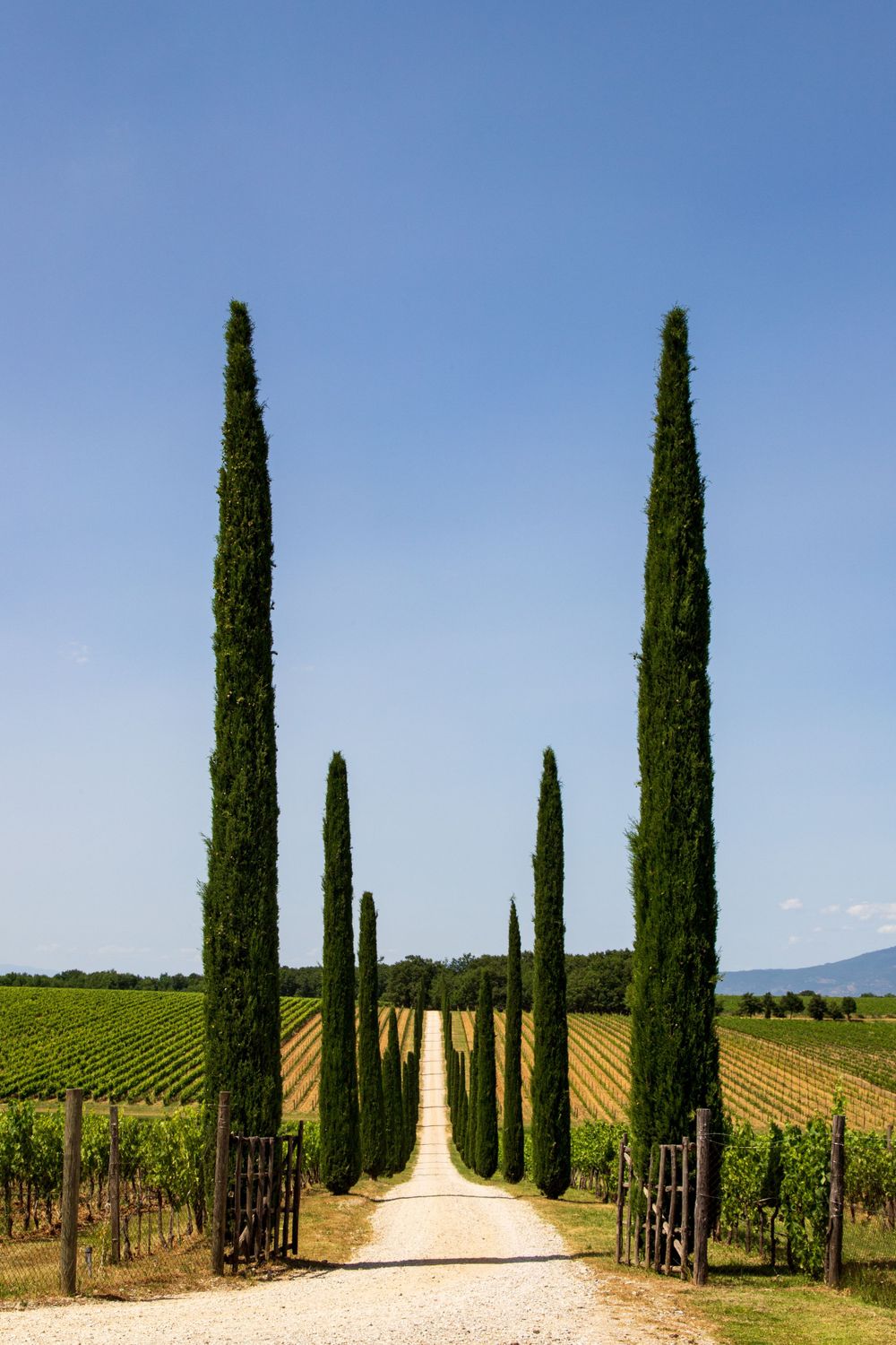Cypress tree-lined gravel road leads through scenic Tuscan vineyard.