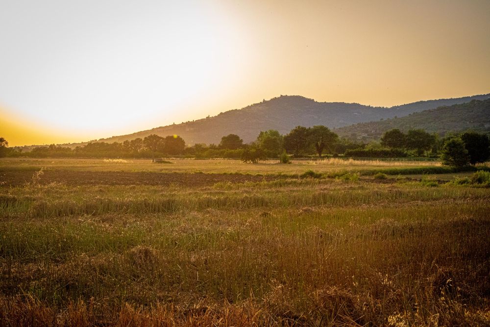 Golden sunset light bathes rural Tuscan meadow and distant hills in warm glow.