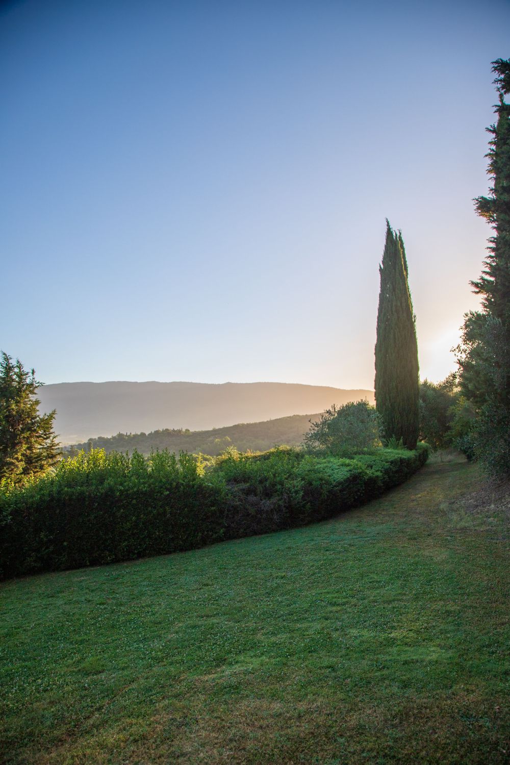 Serene Tuscany hillside garden with tall cypress tree and manicured hedges at sunset.