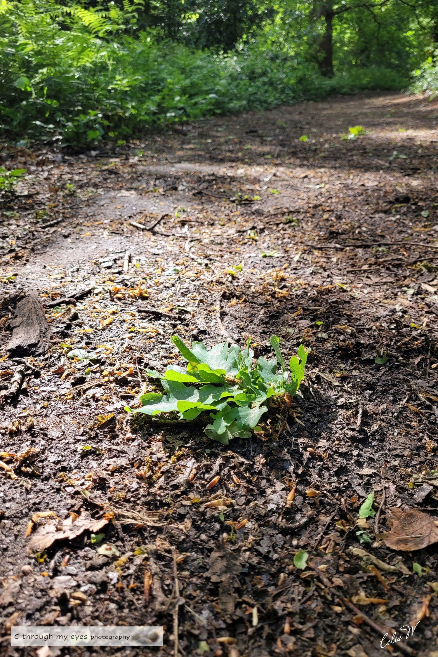 landscape photography of woodland floor and fauna, esher commons, surrey, england