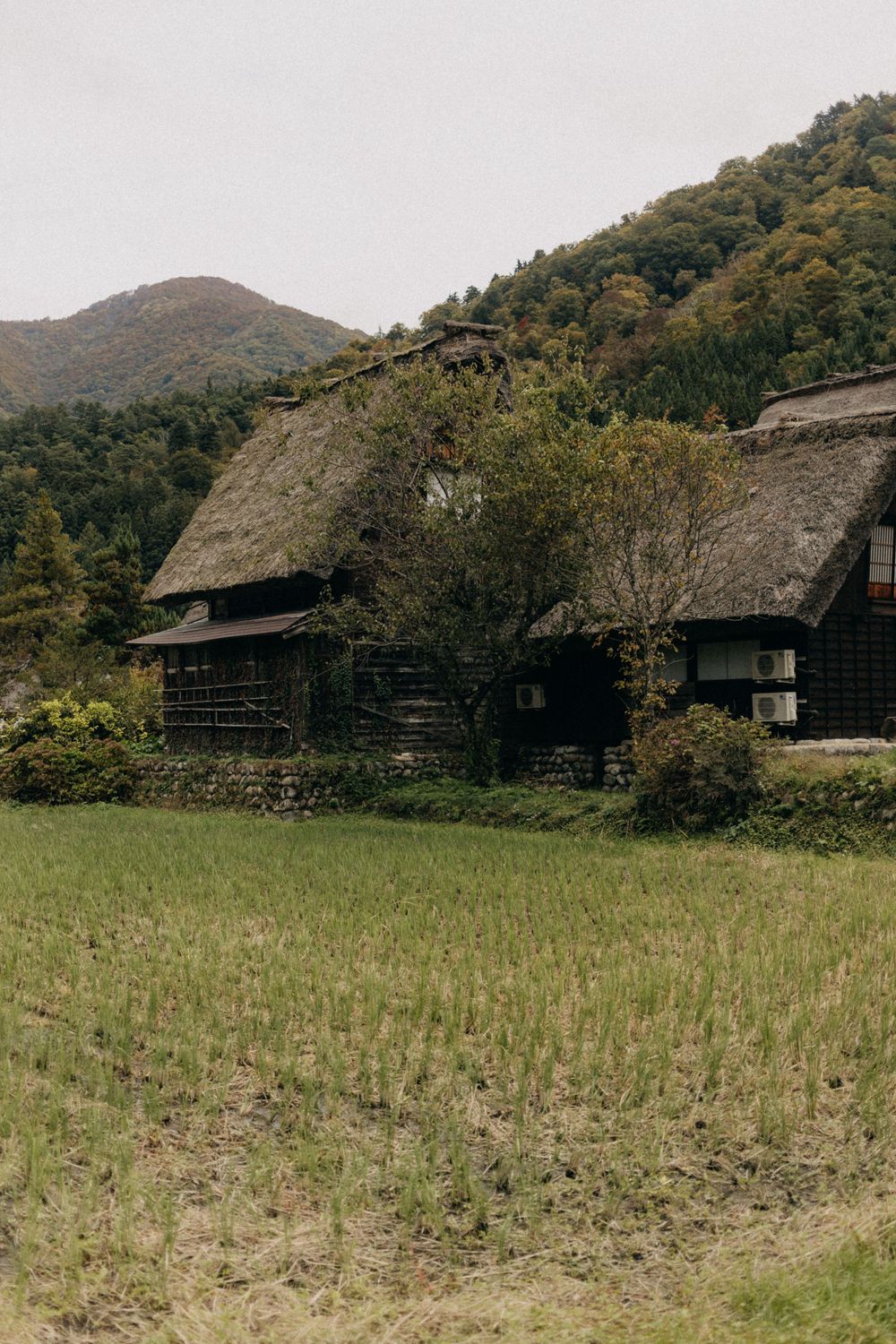 Traditional thatched-roof farmhouses in a rice paddy field surrounded by mountains.