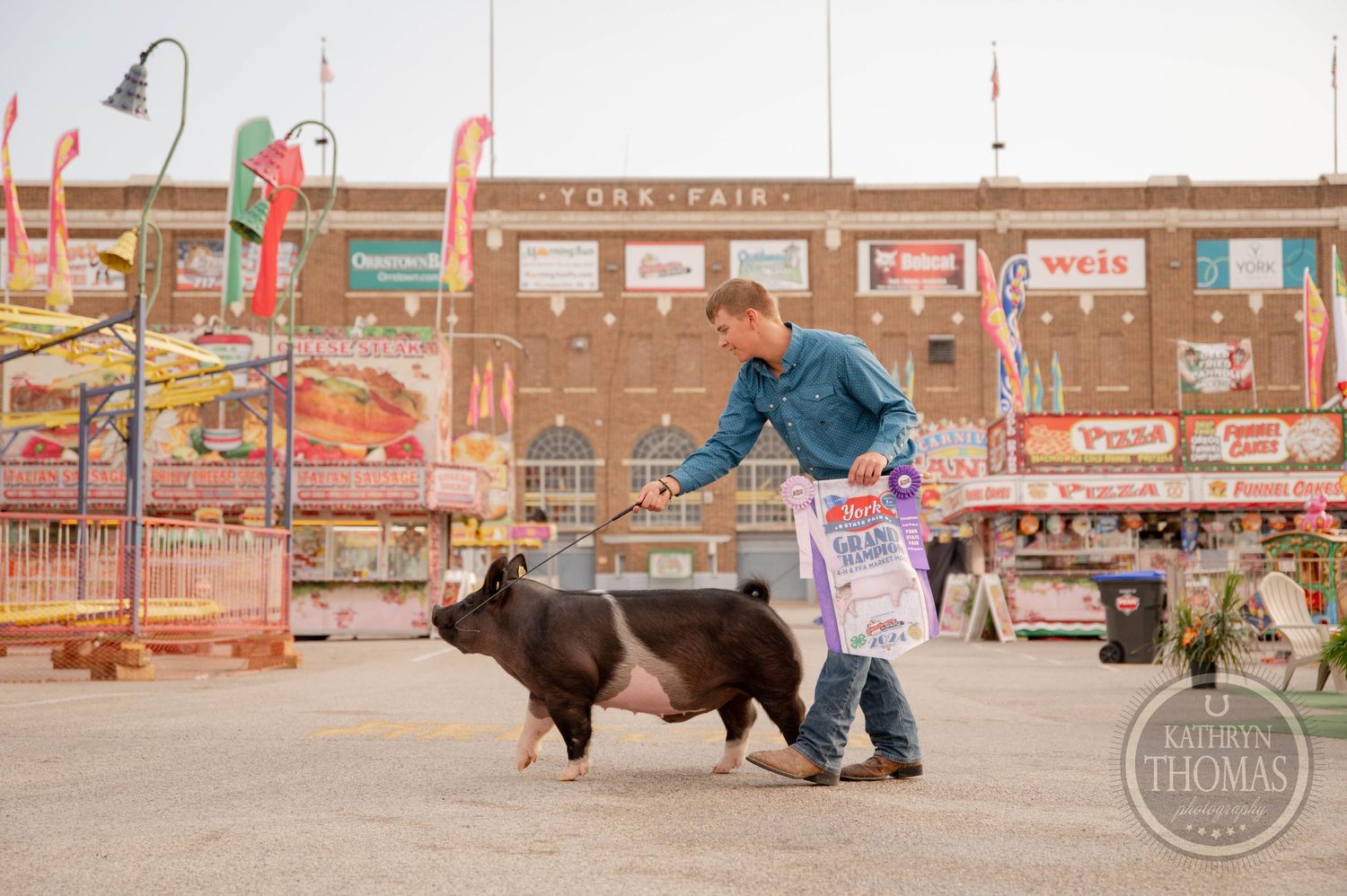 Handler walks Hampshire show pig across fairgrounds with ribbons.