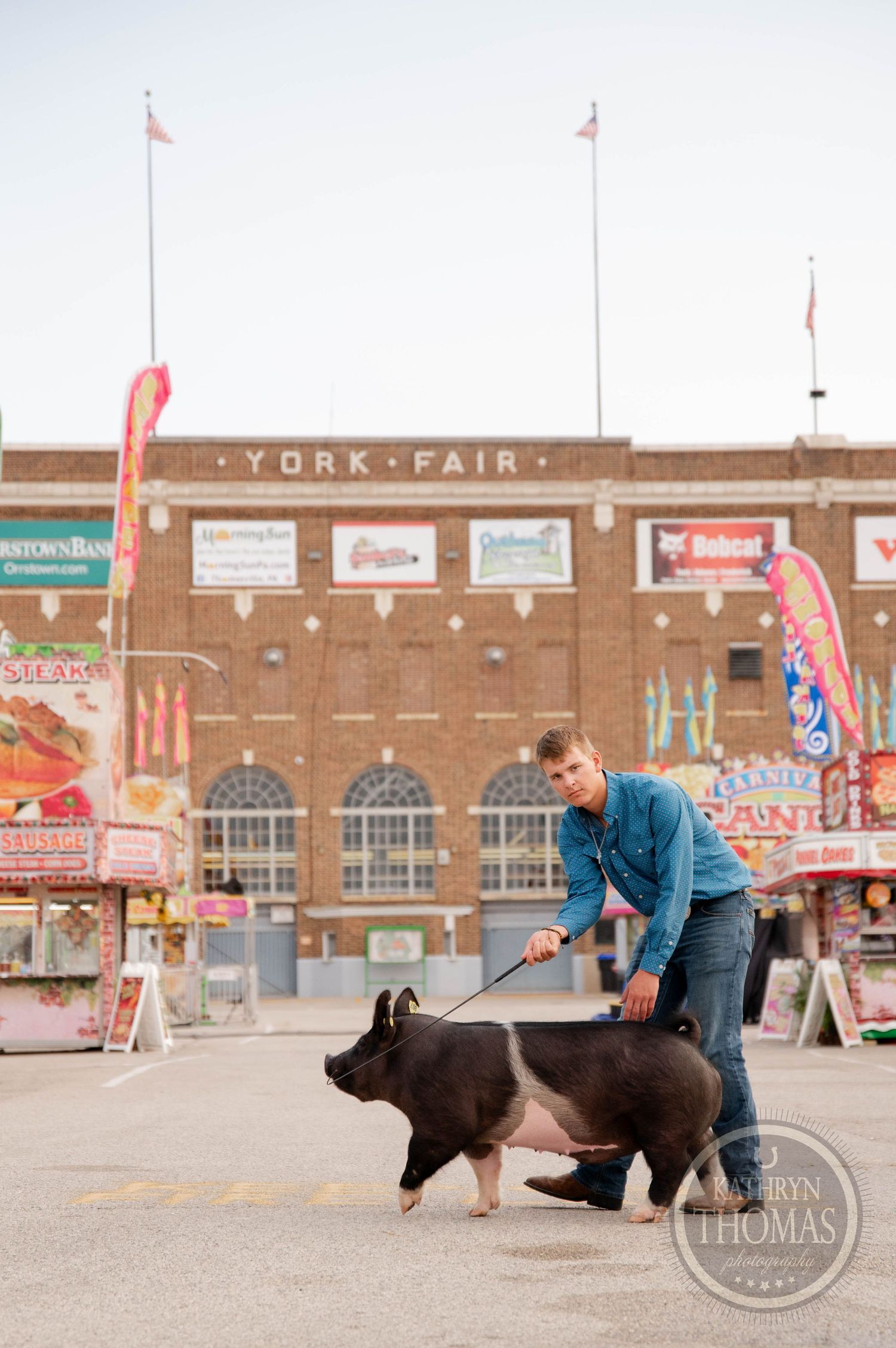 Handler guides black and white Hampshire pig across fairgrounds at York Fair.
