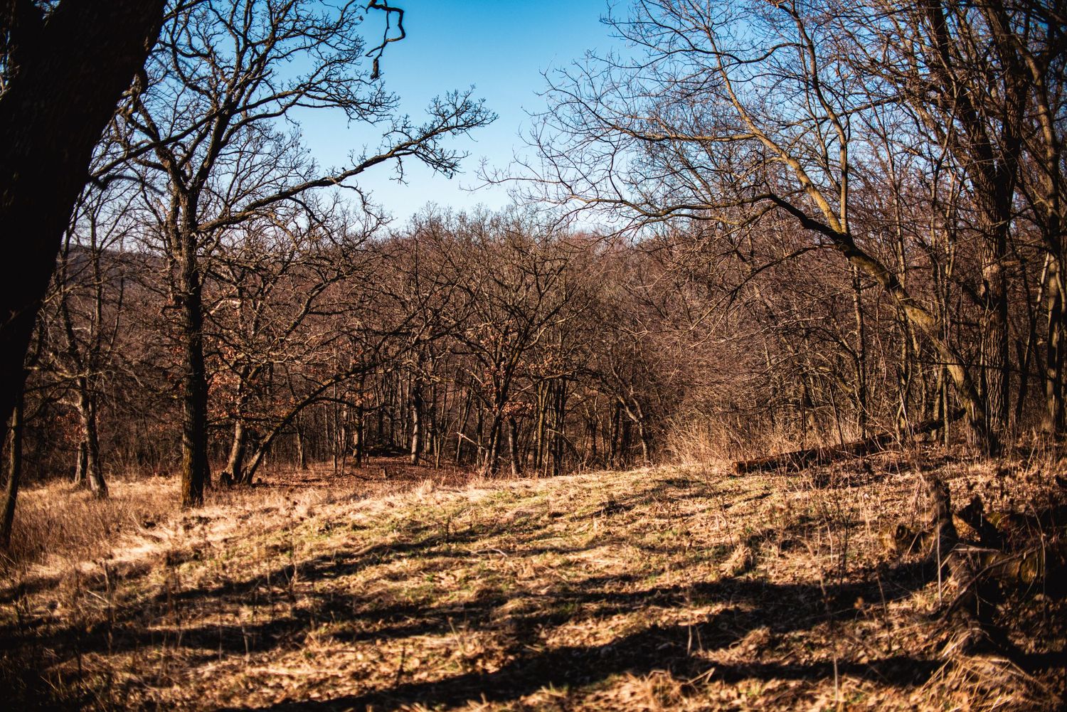 A sun-dappled forest trail through barren winter trees casts long shadows across dried grass and fallen leaves.