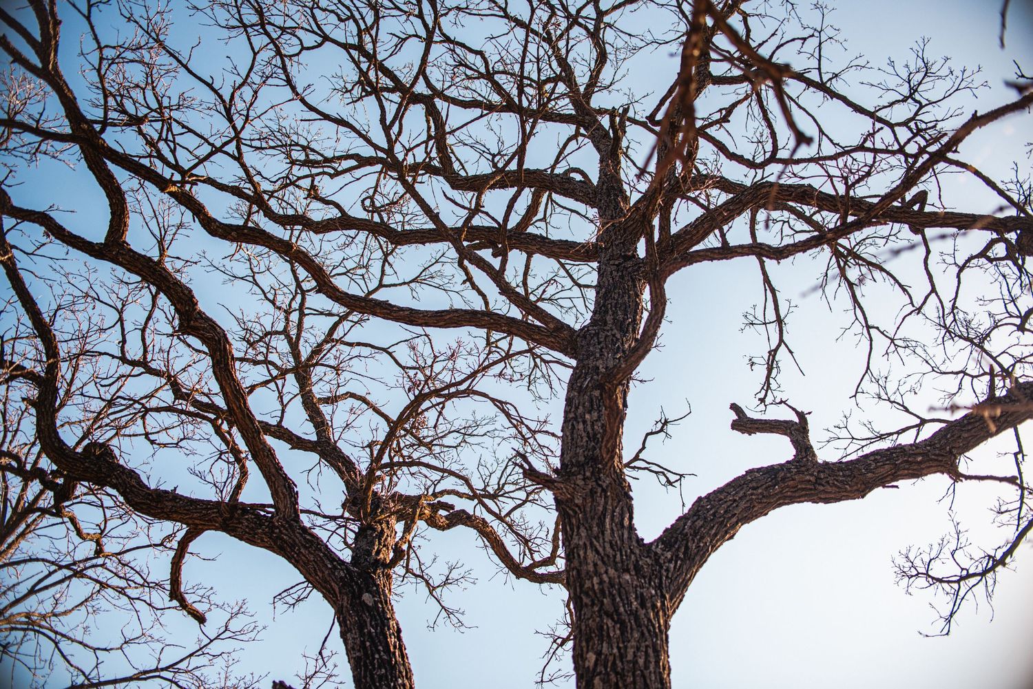 Bare winter tree branches spread across a pale blue sky with intricate twisted patterns.