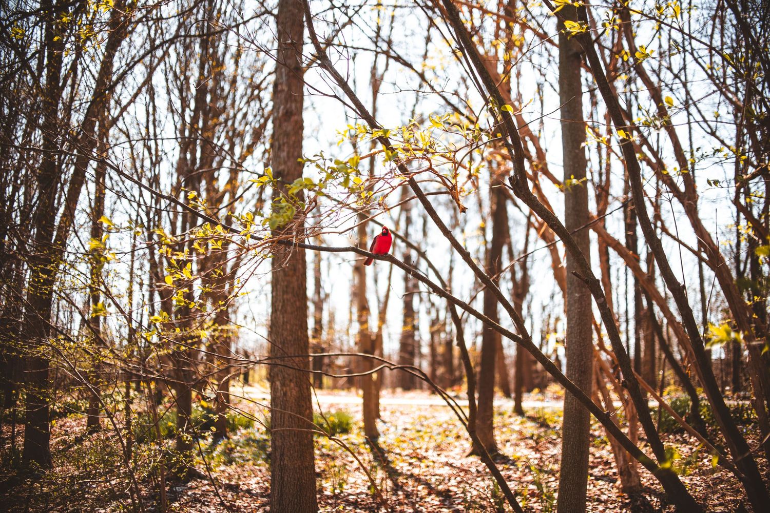 A bright red bird perches on a thin branch in autumn woods with golden sunlight filtering through bare trees.