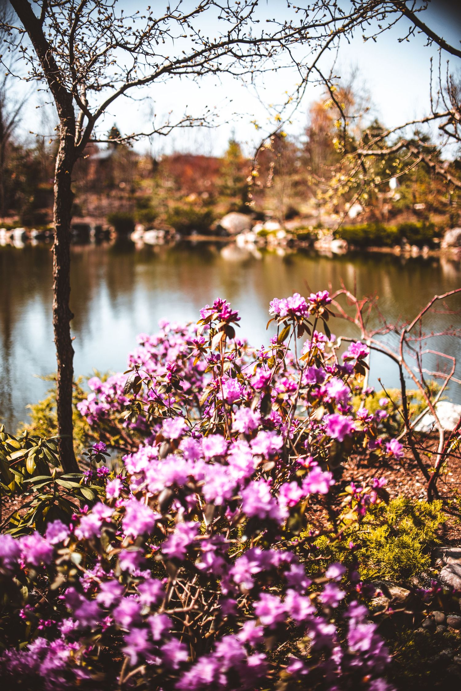 Vibrant pink azalea flowers bloom beside a serene lake with autumn trees and houses reflecting in the calm water.