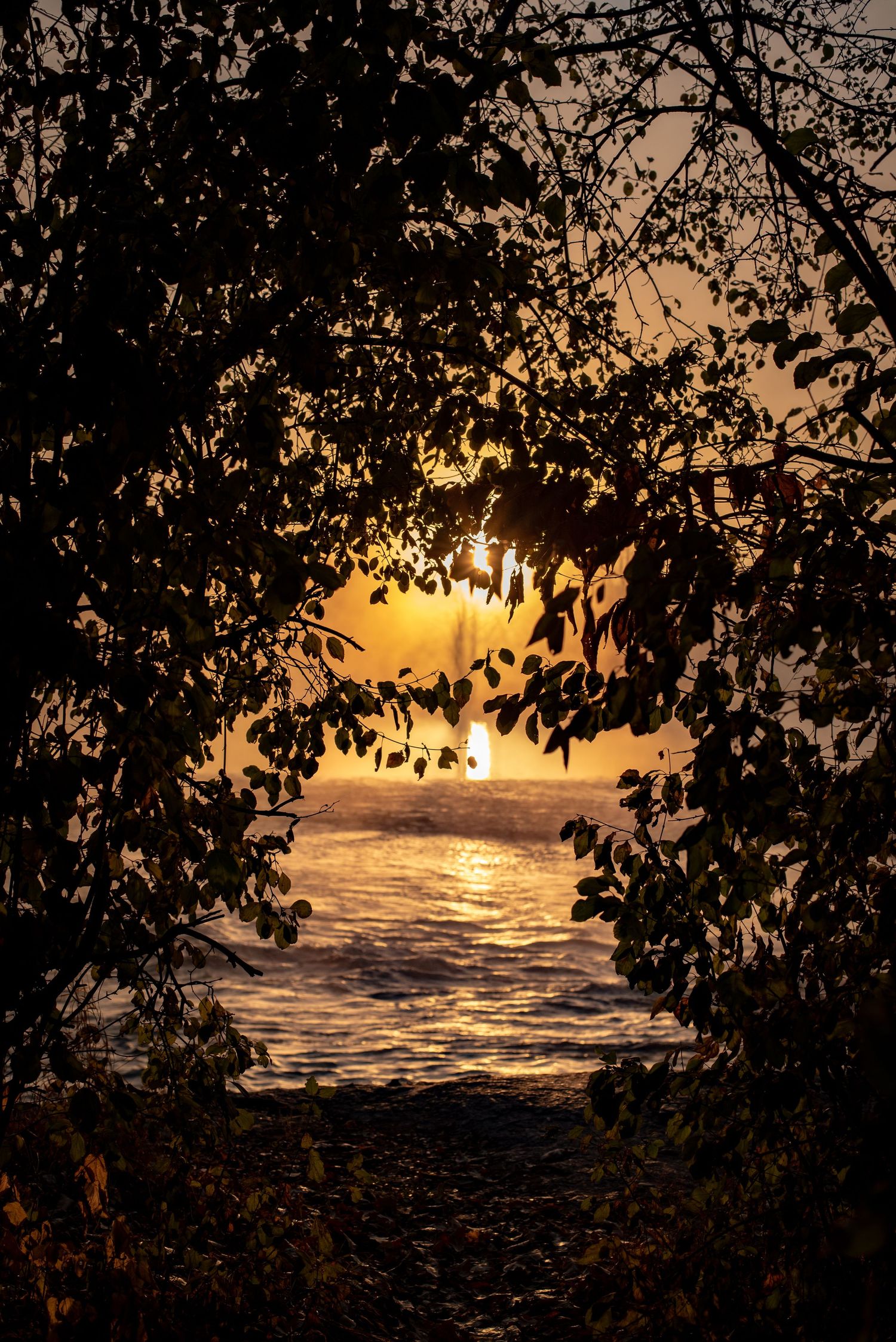 A golden sunset over the ocean viewed through a natural frame of silhouetted tree branches and leaves.