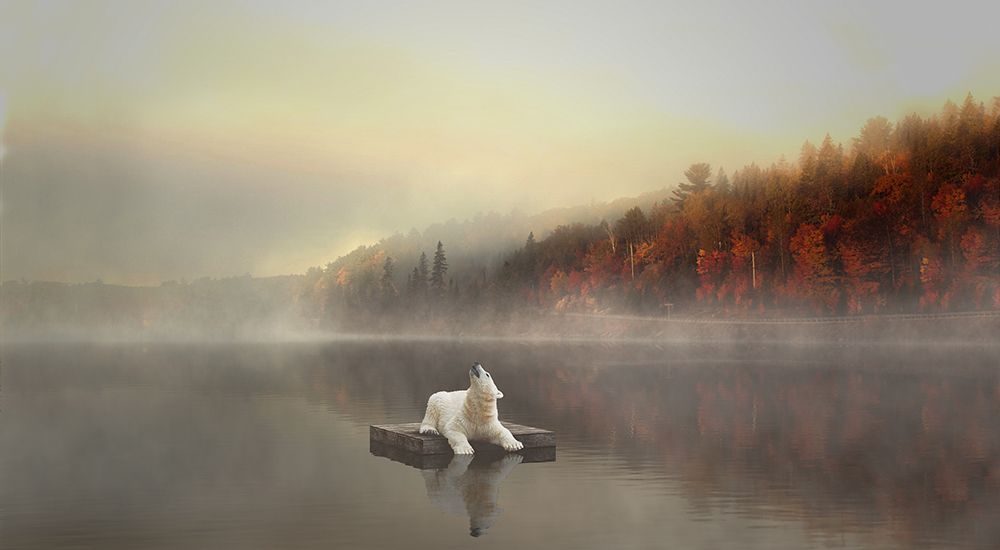 Polar Bear sitting on a dock in a lake during fall time.