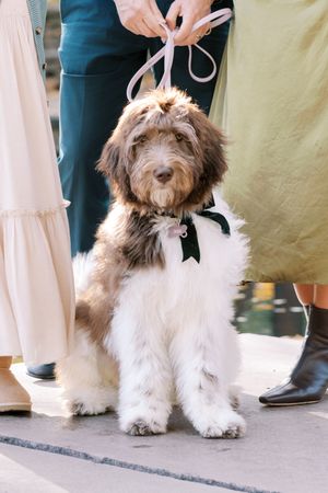 A fluffy brown and white dog stands on a patio while being groomed outdoors.