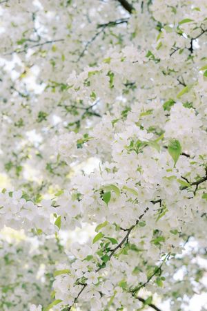 Delicate white cherry blossoms and fresh green leaves create a dreamy spring canopy against a soft, bright background.