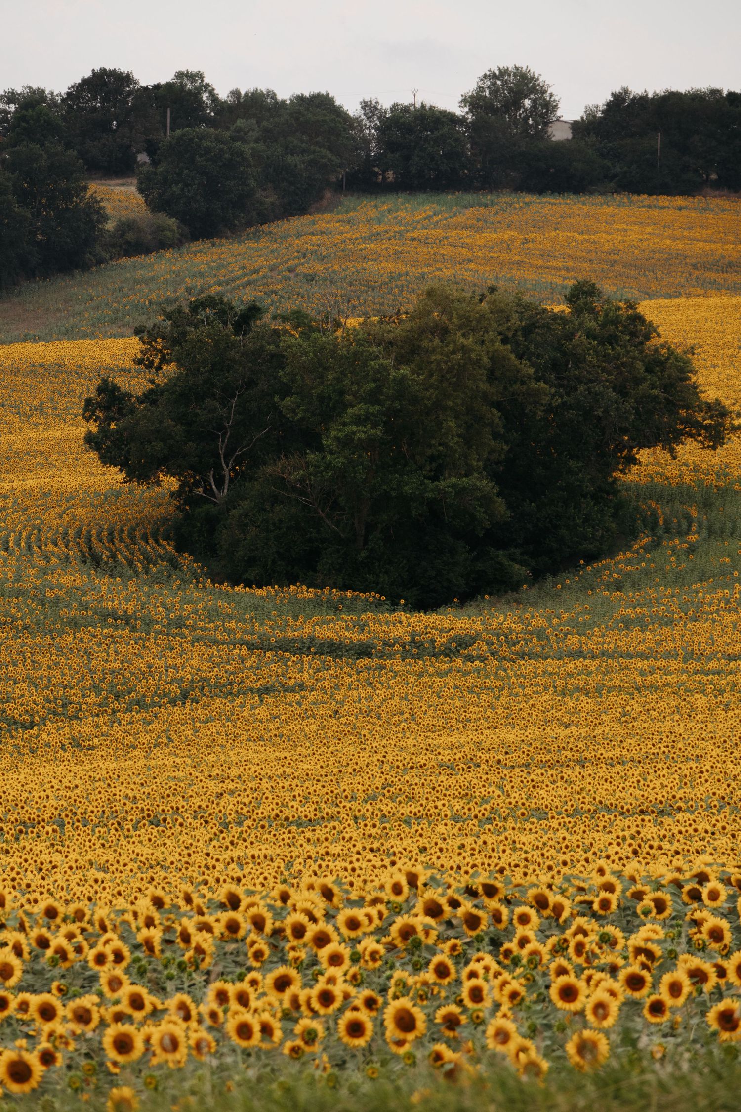 Vast sunflower field with a cluster of green trees in the center under a soft sky.
