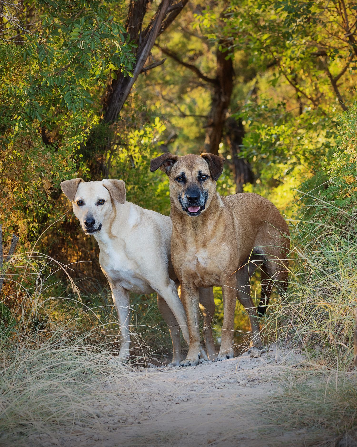 Two dogs, one cream-colored and one brown, stand together on a trail surrounded by lush autumn foliage.