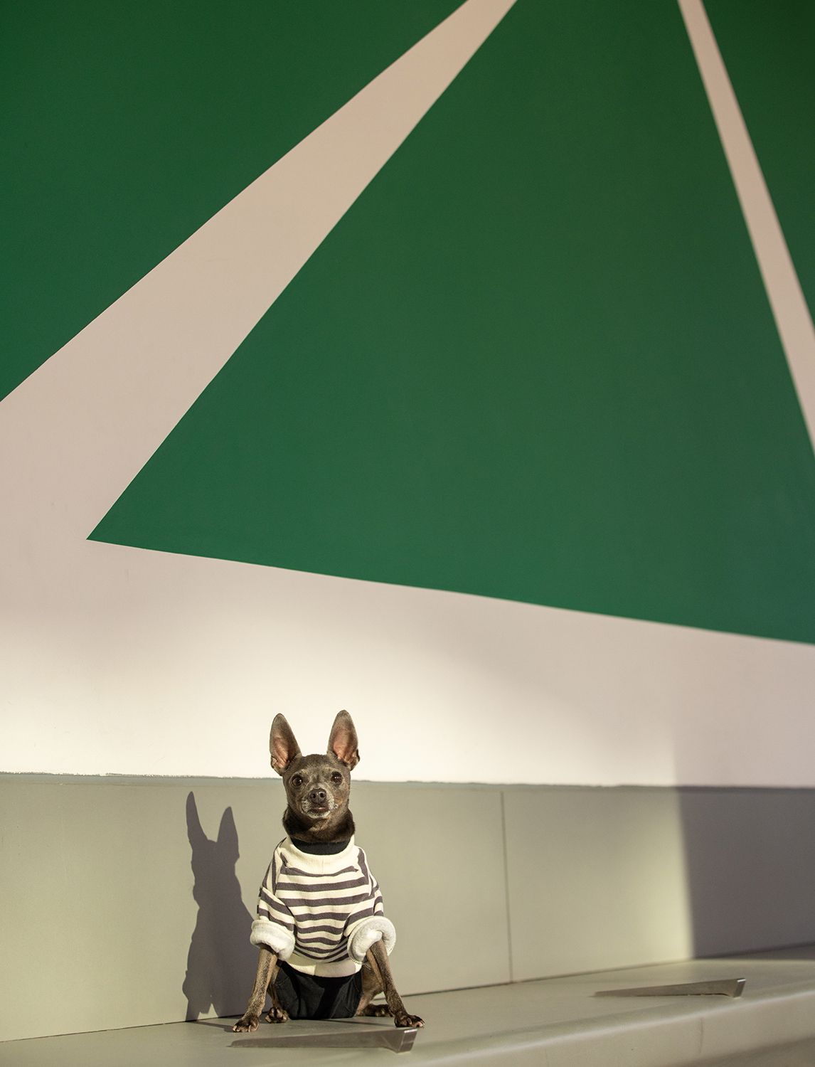 A small dog in a striped shirt sitting against a green and white geometric background.