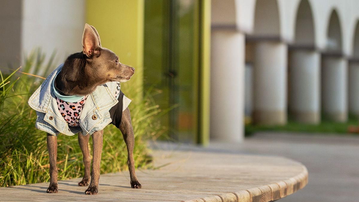 A mixed breed dog wearing a jean jacket looks to the left in an interesting pose.