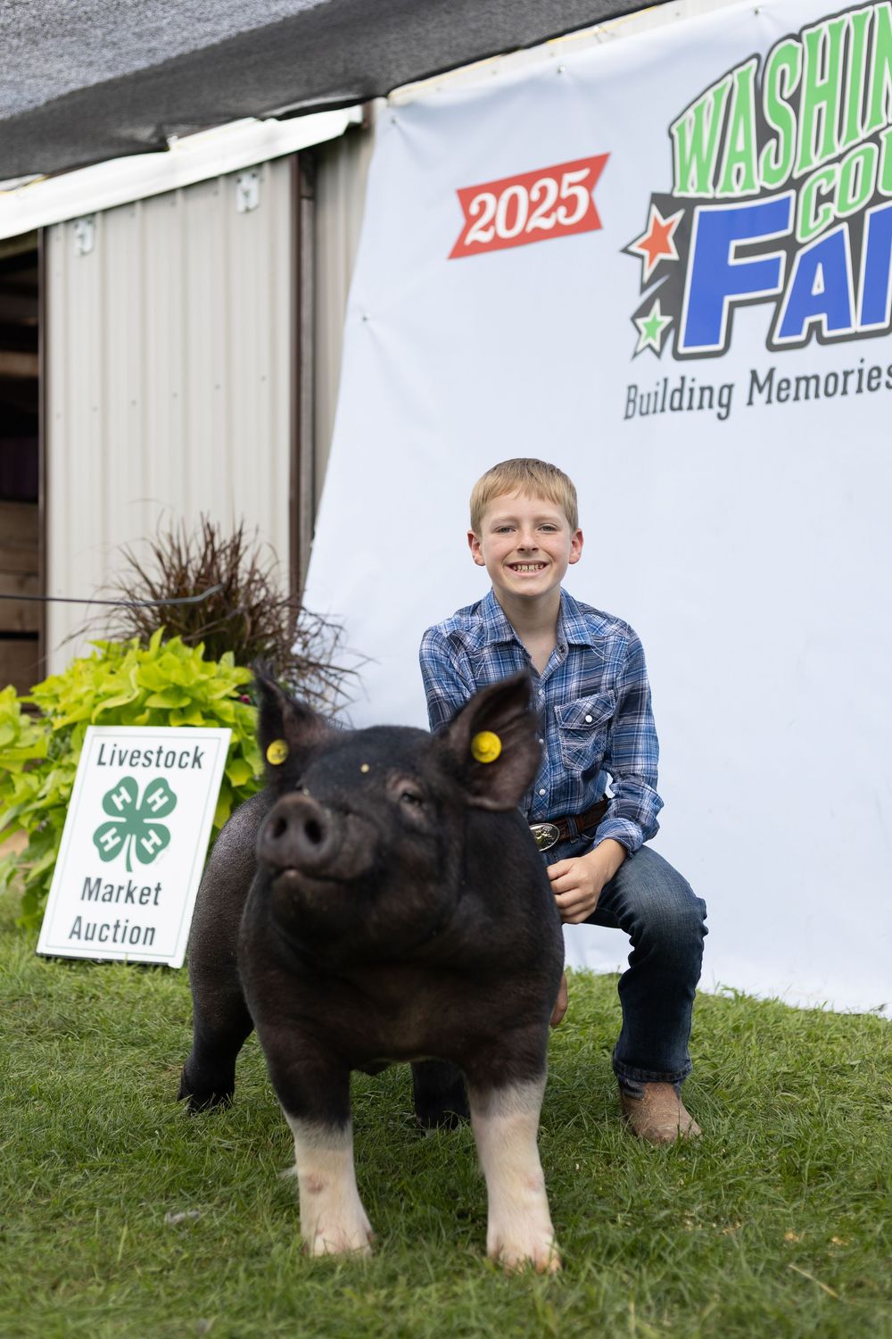 4-H Market Livestock Auction at Washington County Fair, Lake Elmo, MN