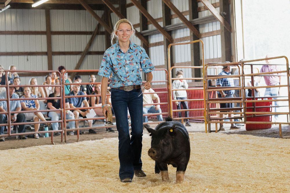 4-H Market Livestock Auction at Washington County Fair, Lake Elmo, MN