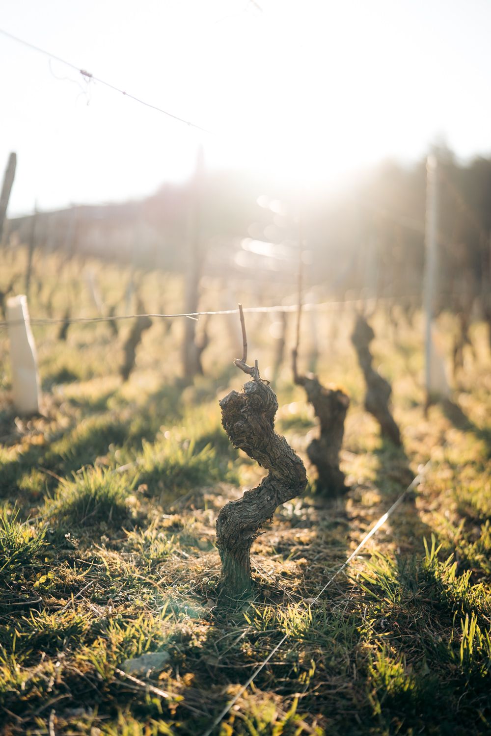 Vignes au coucher du soleil à Chambéry