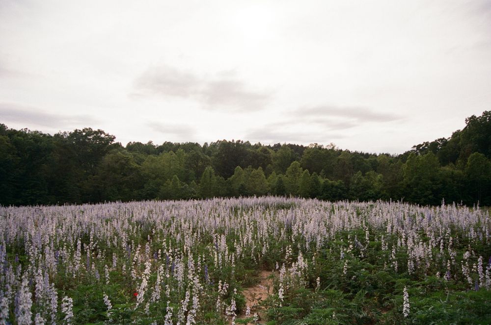 A scenic panoramic view of purple lupine wildflowers blooming in a meadow with forest and cloudy skies in the background.