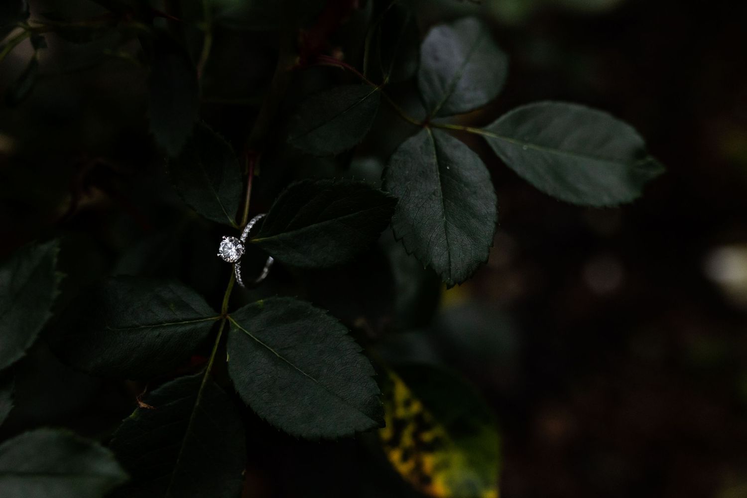 moody wedding photographer