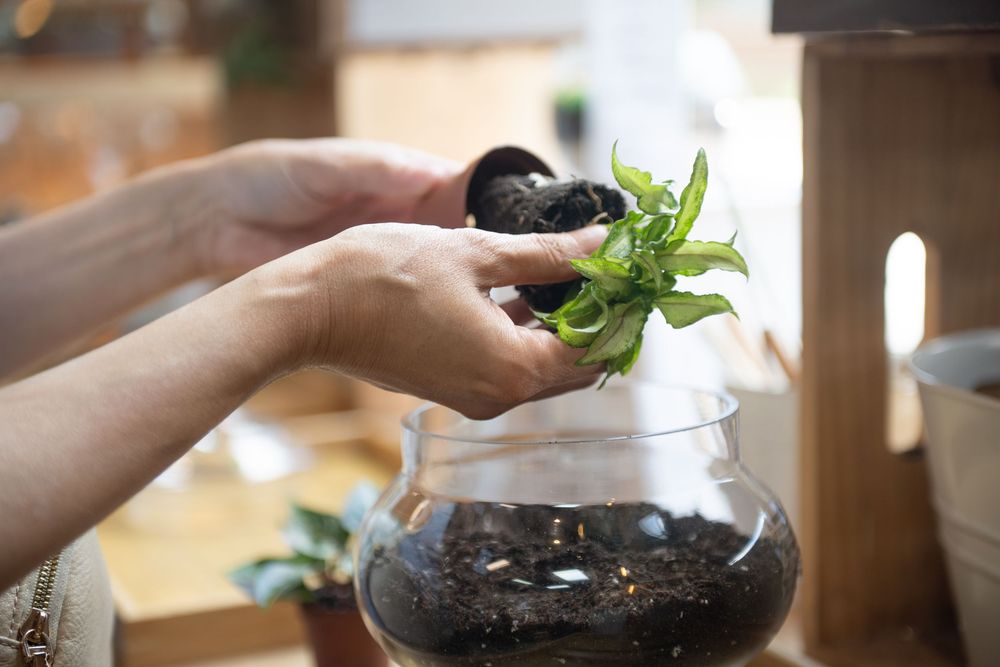 Hands carefully placing green succulent plants into a glass terrarium with dark soil.