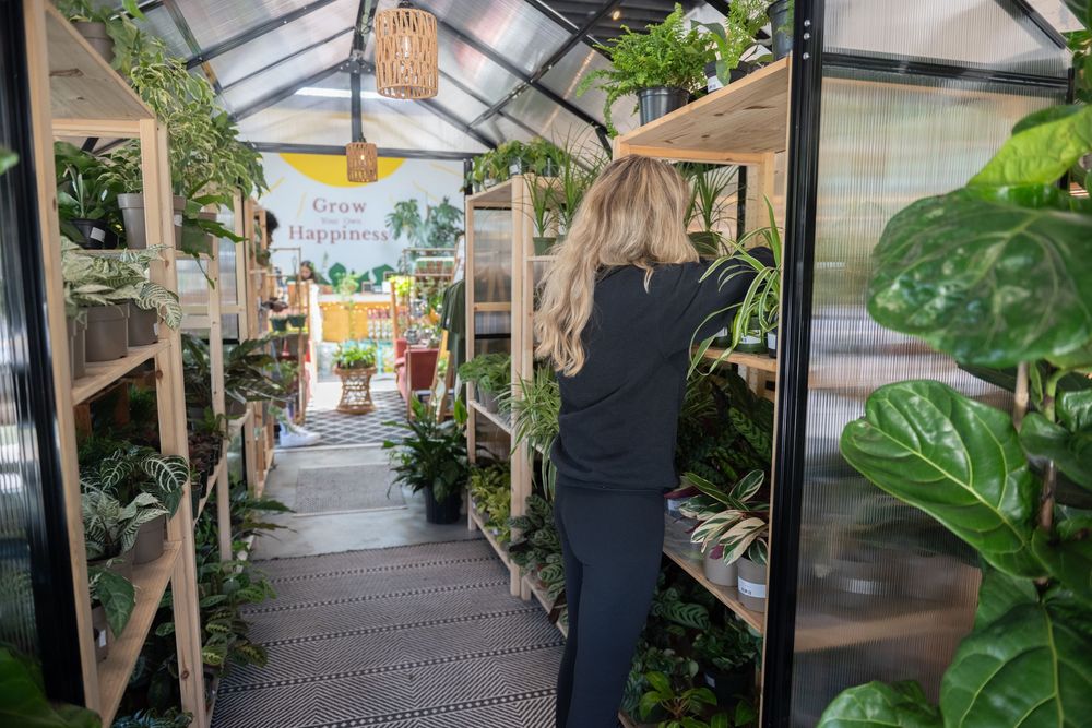 Inside a greenhouse with wooden shelves filled with plants, someone tends to the greenery along the organized walkway.