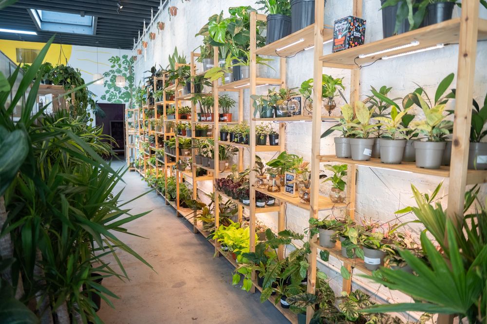 Indoor plant store with wooden shelving units displaying potted plants, succulents and greenery in a bright retail space.