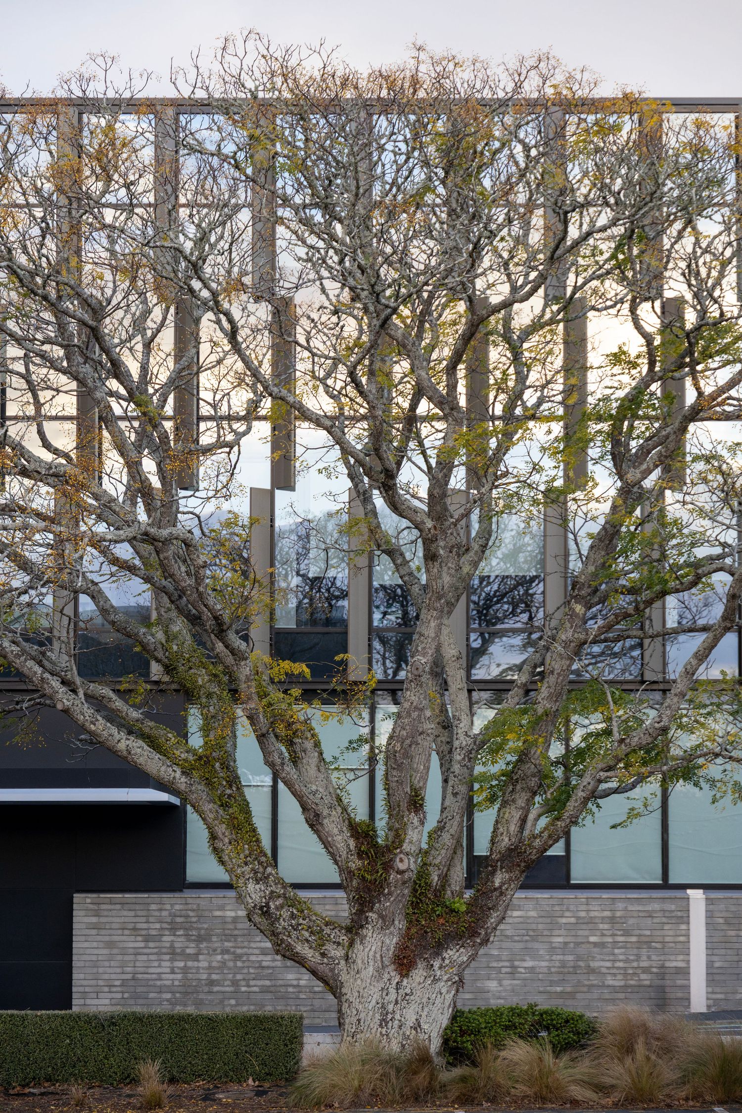 Large sculptural tree stands boldly in front of a modern glass-and-metal building.