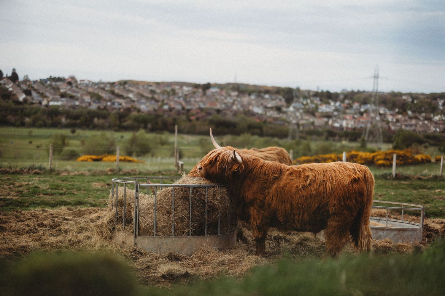 A rustic Highland cow with shaggy brown fur grazes near a metal fence in a rural countryside setting.