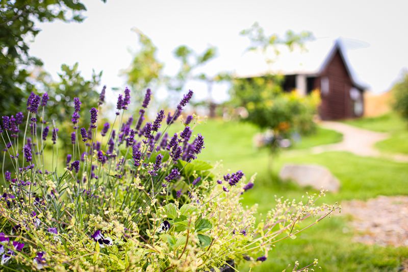 Lavender and white flowers bloom in a peaceful garden path on a bright summer day.