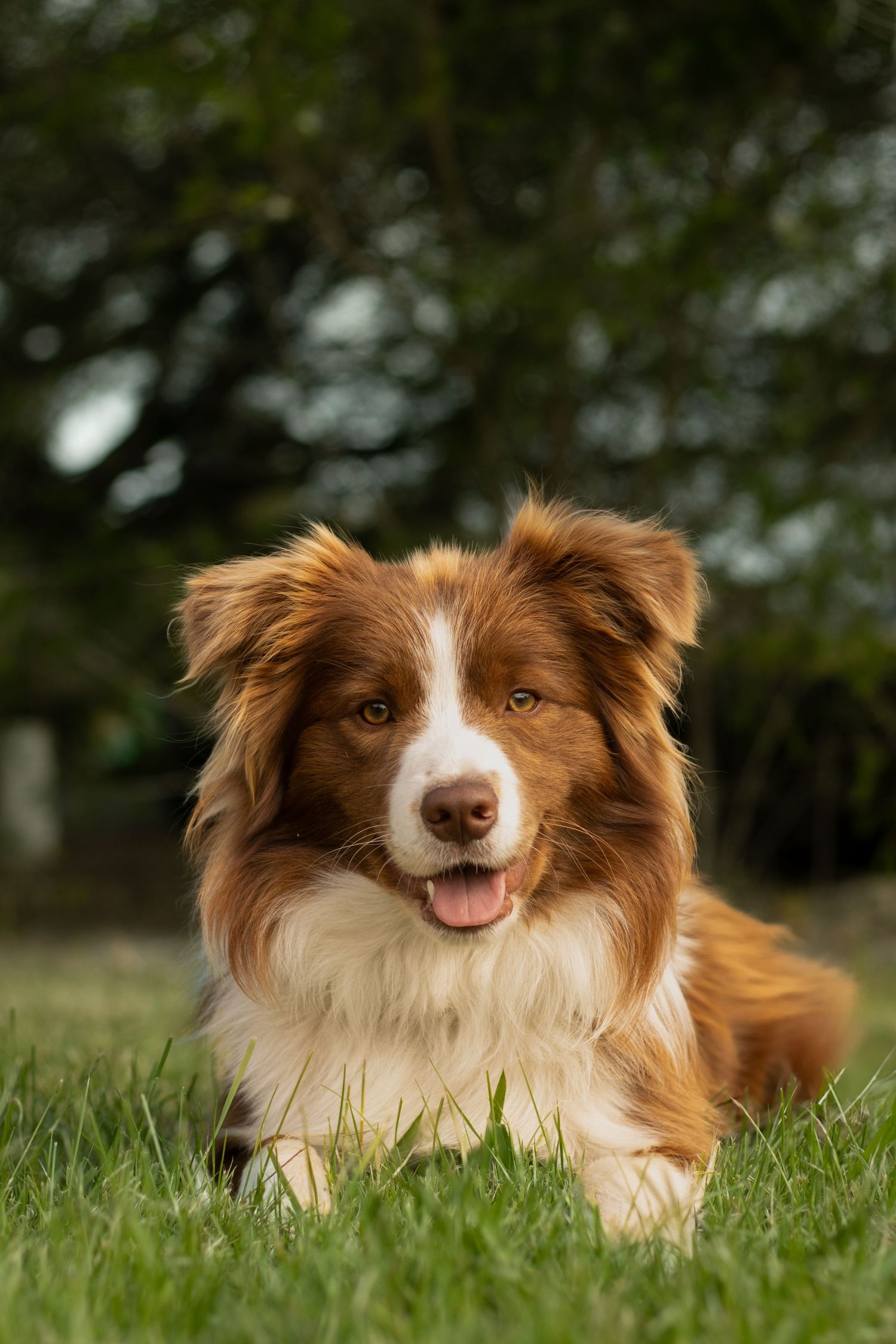 A brown and white dog lies on green grass, looking at the camera with its tongue out and ears perked up.