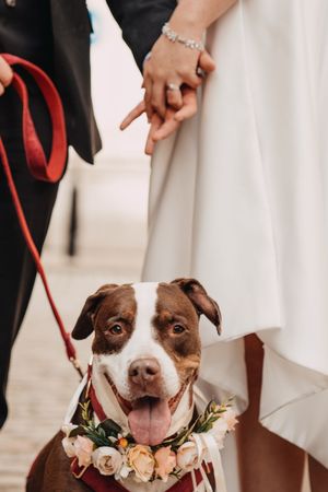 A happy pit bull wearing a floral collar poses with wedding couple holding hands in background at Old Marylebone Town Hall.