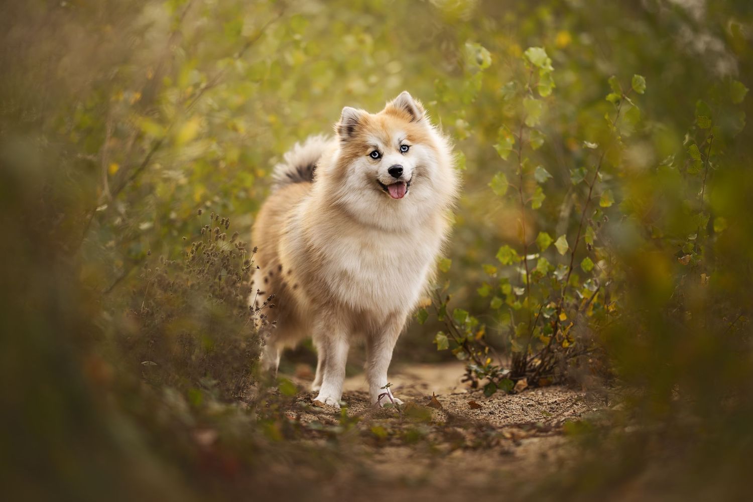 Fluffy white dog standing in a natural setting with bokeh lighting effects.