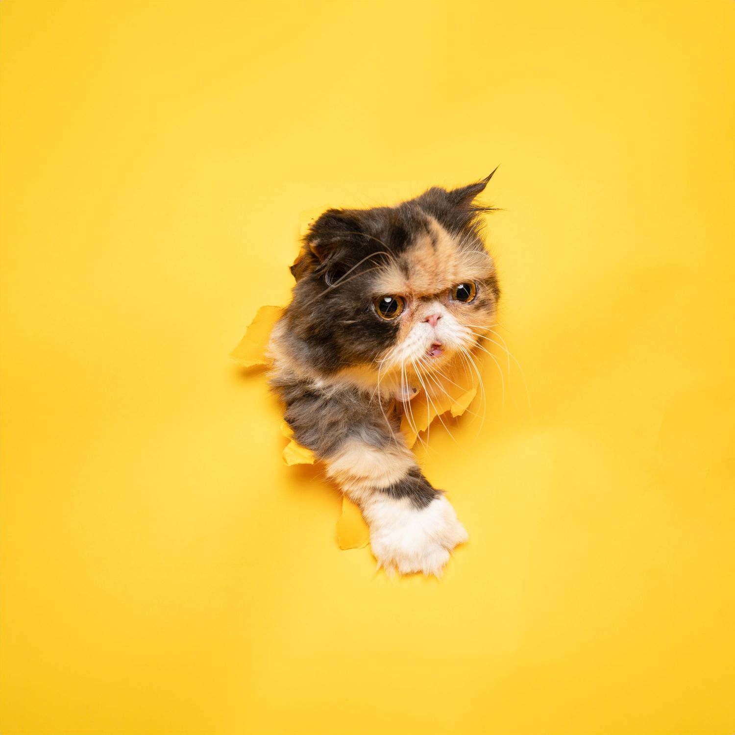 Grumpy Persian cat peeking through torn yellow paper with angry expression.