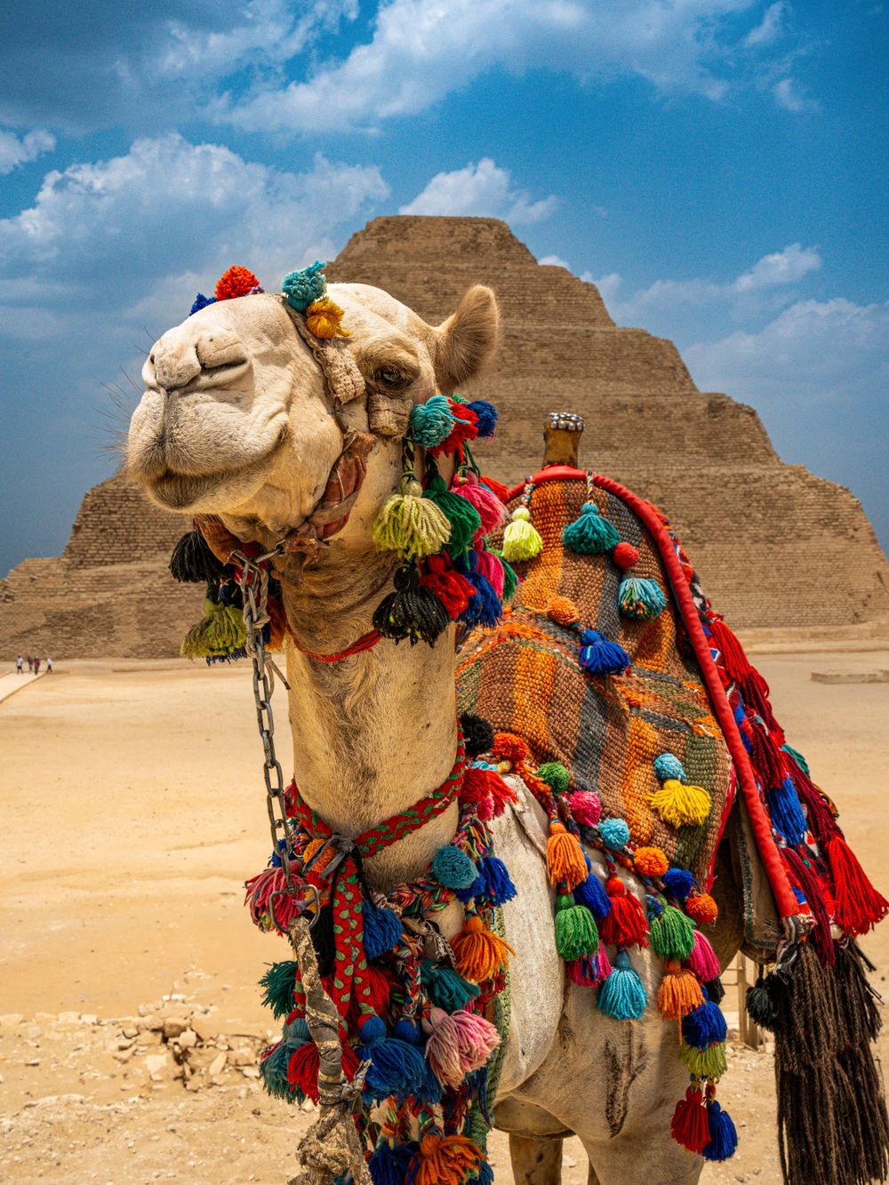 Camel in front of pyramid in Egypt