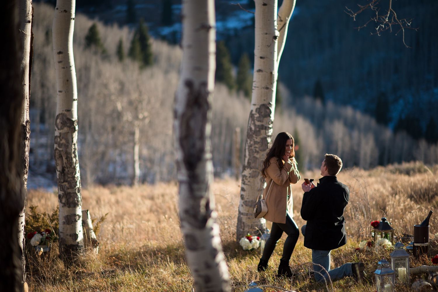 A row of bare aspen trees creates a natural frame in a winter landscape.