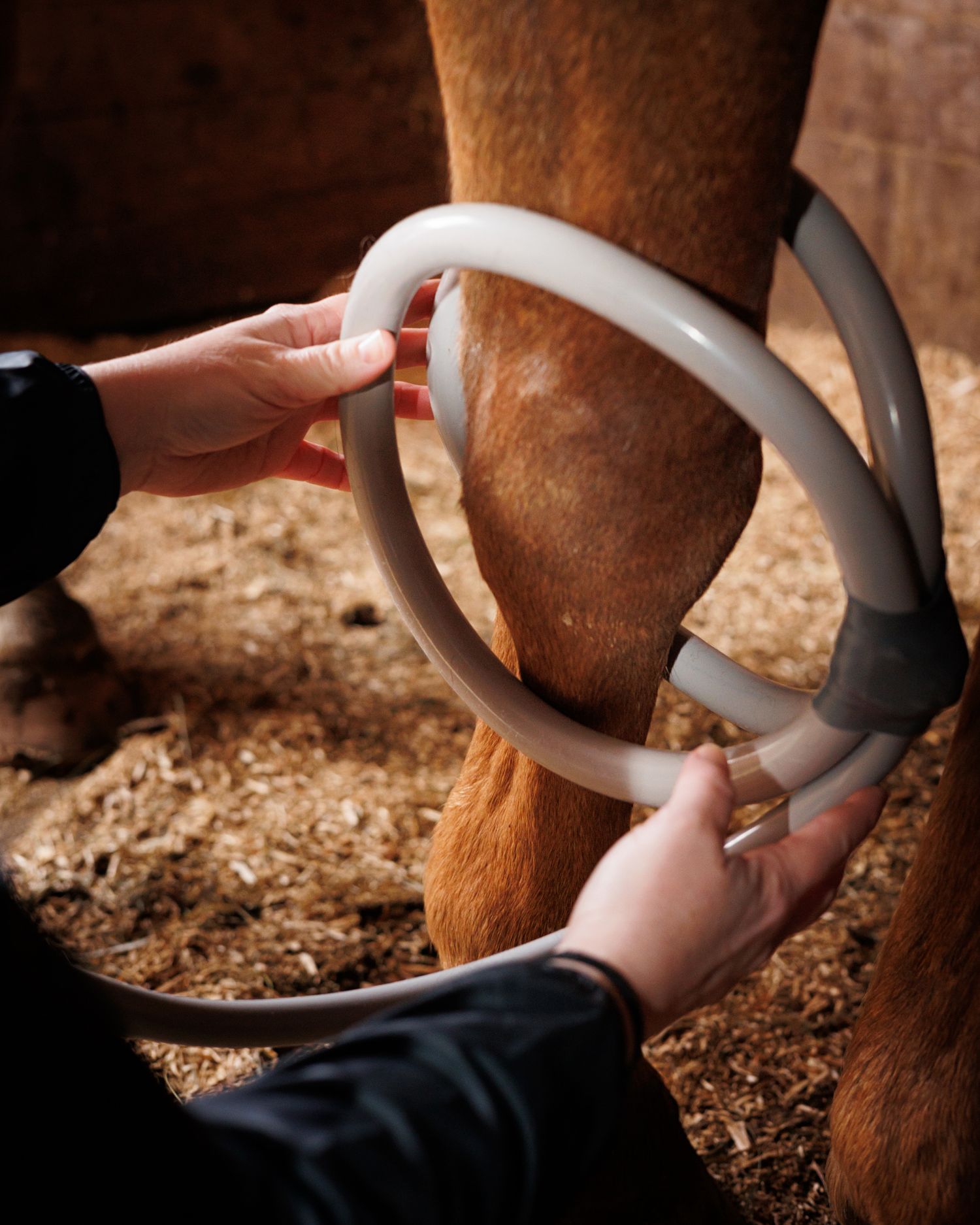 Close-up sequence showing hands using hoof trimming tools to clean and maintain a horse's hooves.