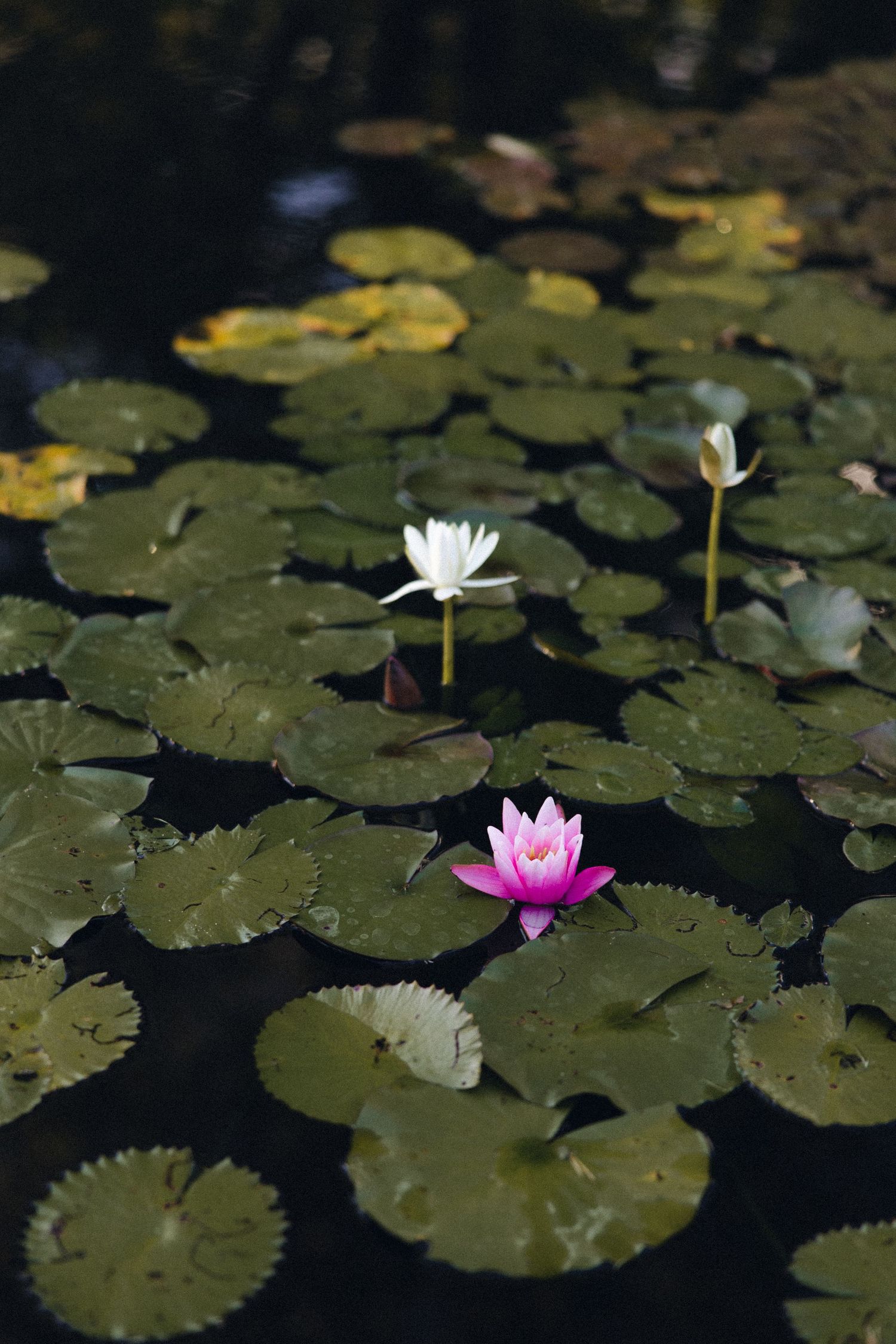 Newlywed couple shares passionate kisses in a garden setting with lily pads and natural sunlight.